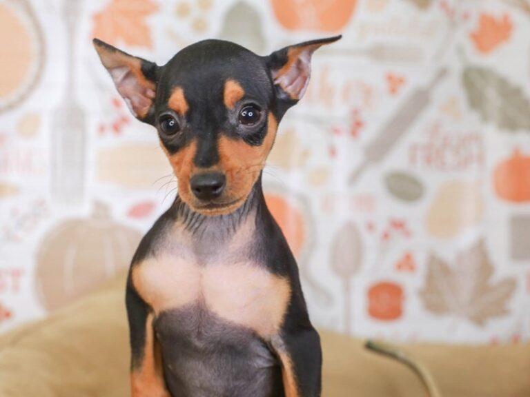 Mini Pinscher