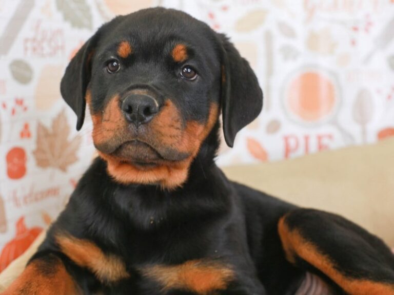 Rottweiler