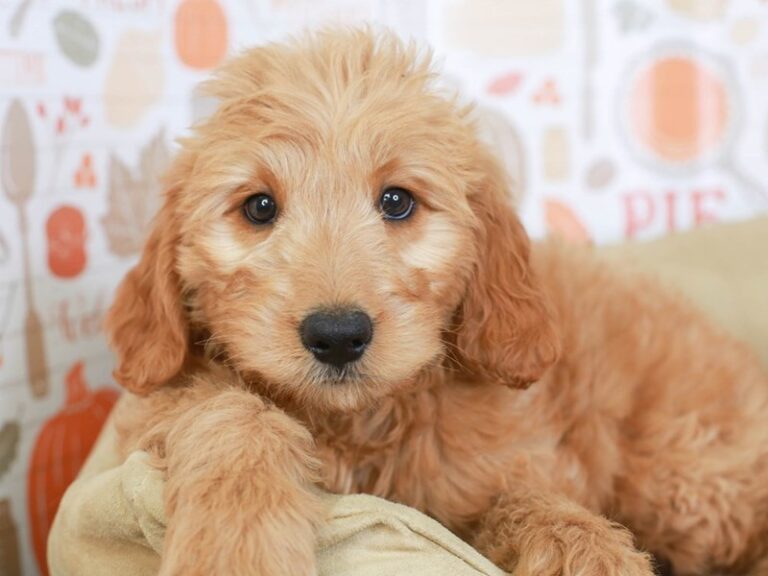 Goldendoodle