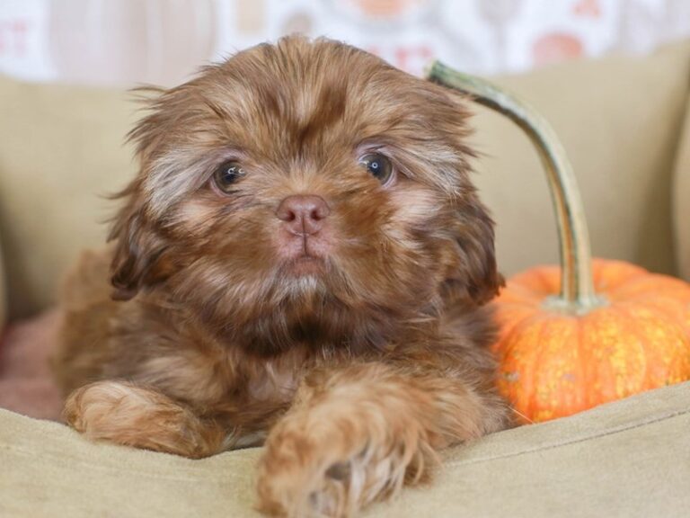 Shih Tzu