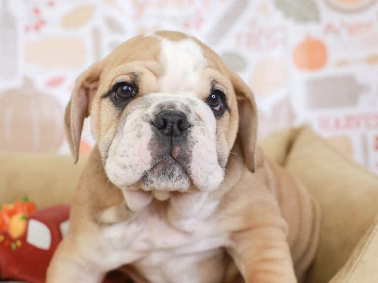 English Bulldog