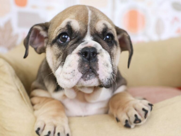 English Bulldog