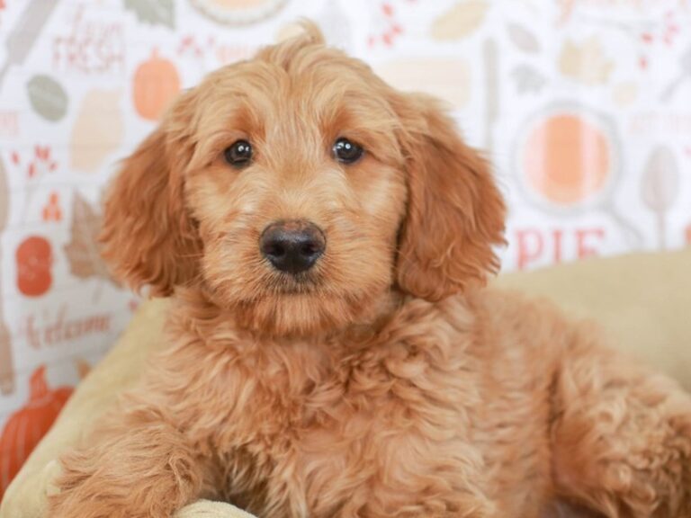 Goldendoodle