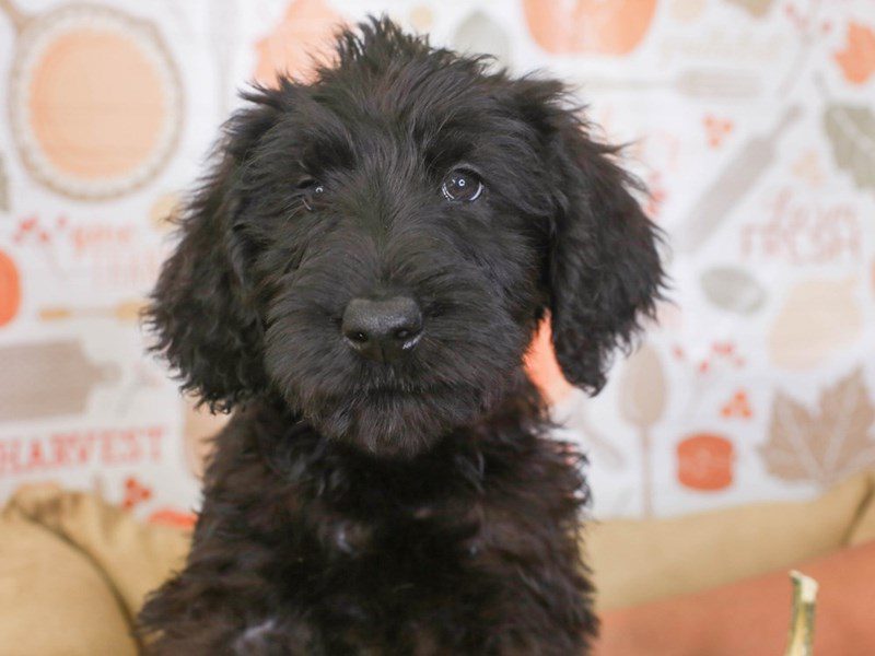 Giant Schnoodle-Female-Black-3386593-Animal Kingdom | Puppies N Love