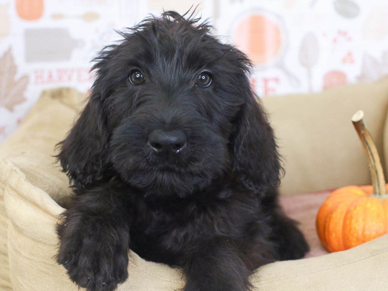 Giant Schnoodle-Male-Black-3386591-Animal Kingdom | Puppies N Love