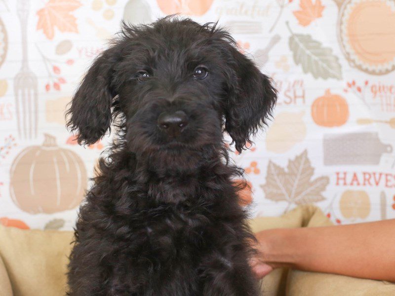 Giant Schnoodle-Male-Black-3386589-Animal Kingdom | Puppies N Love