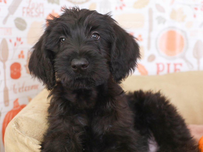 Giant Schnoodle-Male-Black-3386584-Animal Kingdom | Puppies N Love