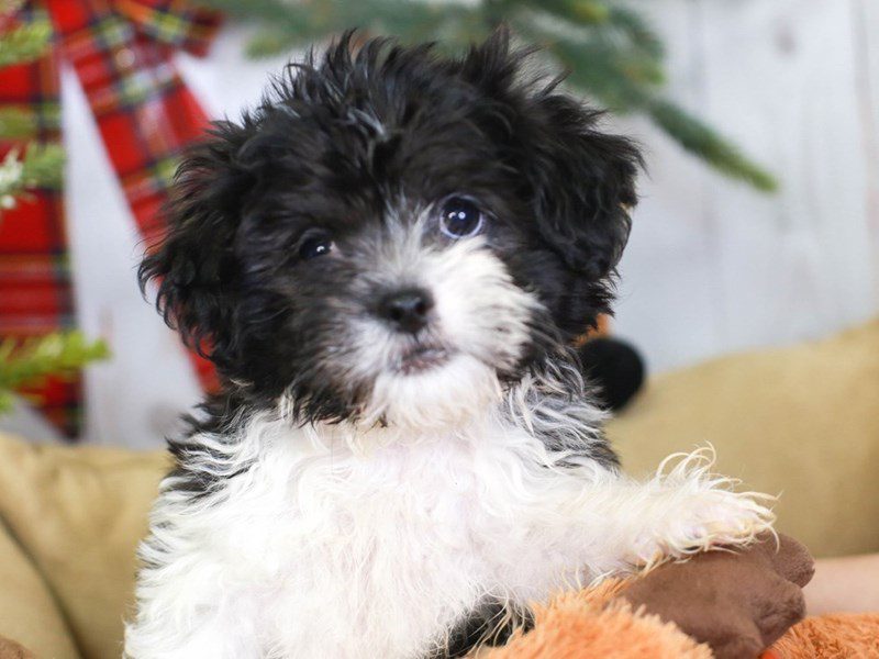 Lhasapoo-Male-blk / wh-3396146-Animal Kingdom | Puppies N Love