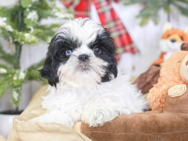Shih Tzu