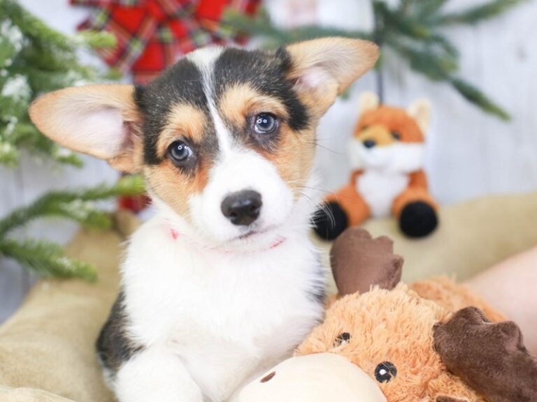 Pembroke Welsh Corgi