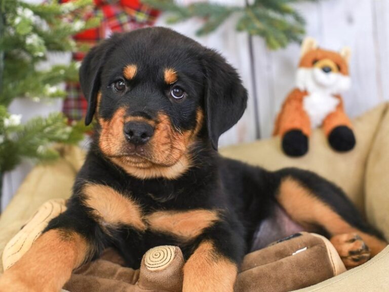 Rottweiler