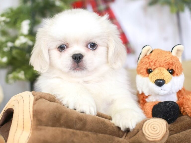 Pekingese
