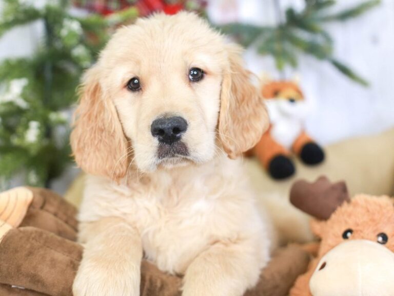 Golden Retriever