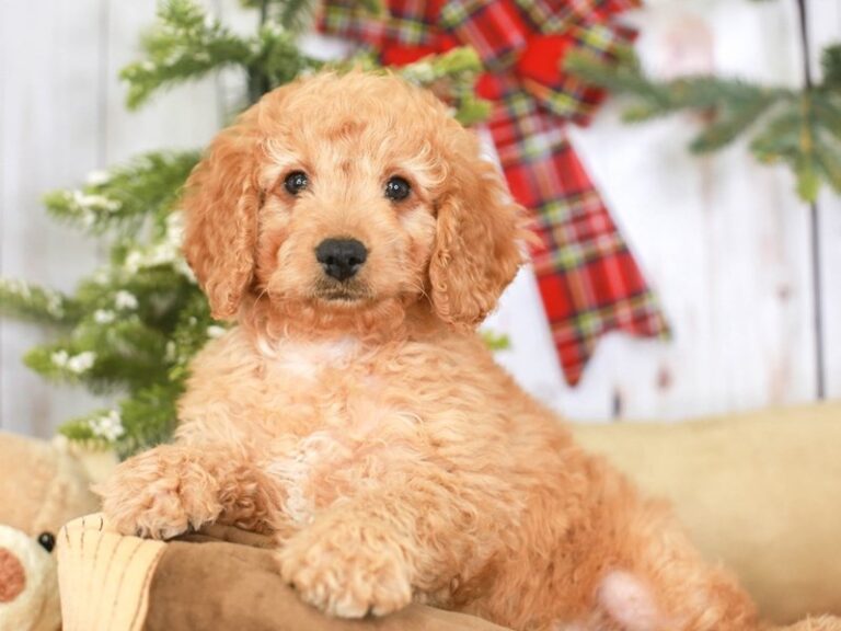 Goldendoodle