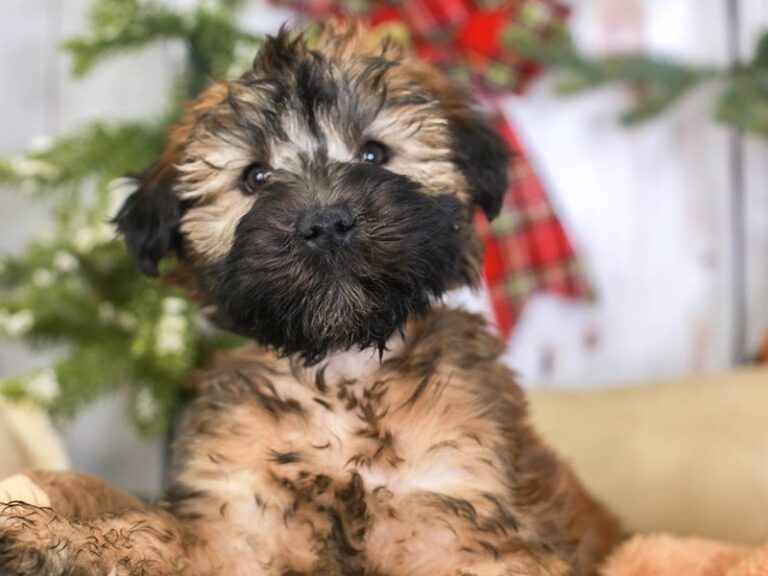 Soft Coated Wheaten Terrier