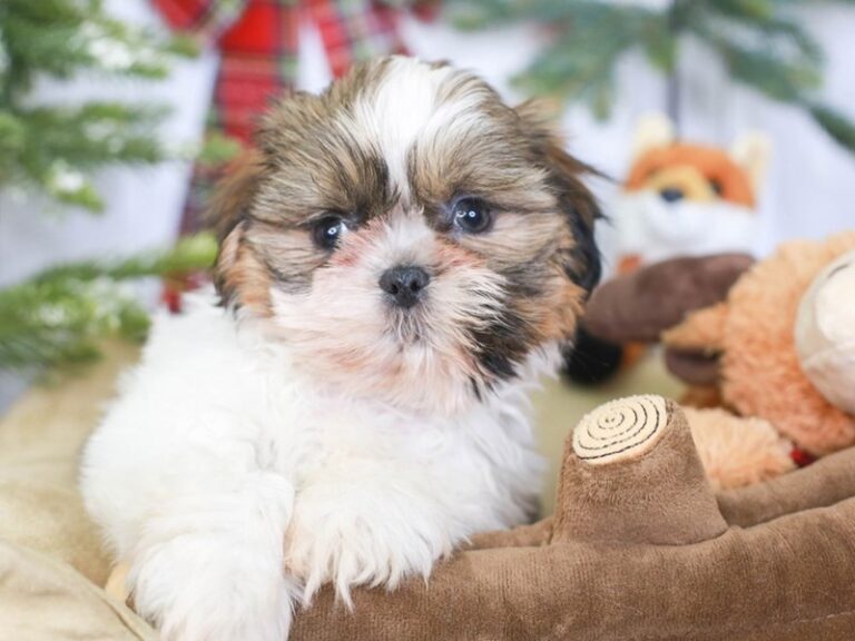 Shih Tzu