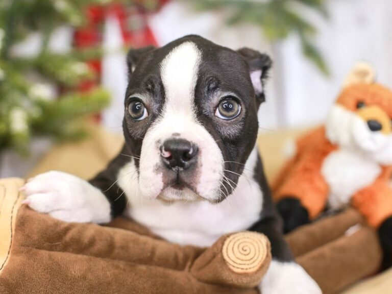 Boston Terrier
