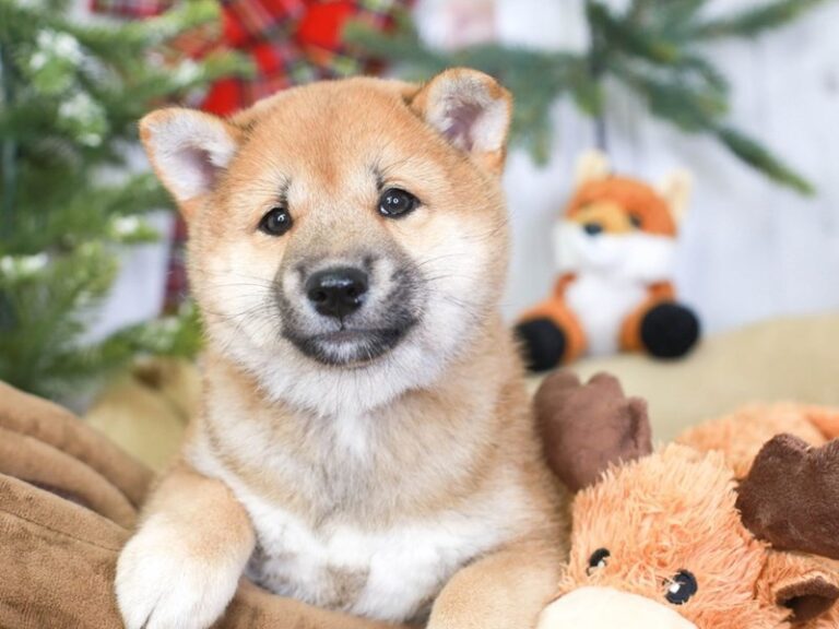 Shiba Inu