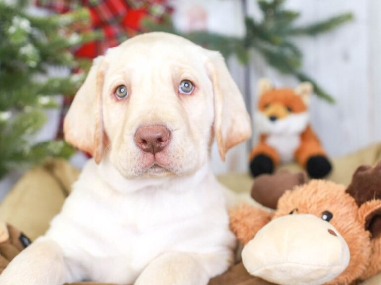 Labrador Retriever