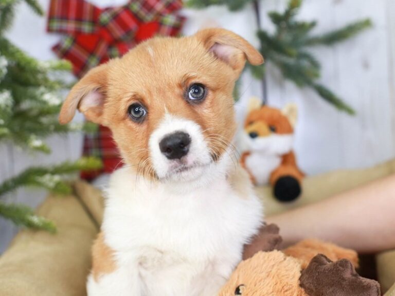 Pembroke Welsh Corgi