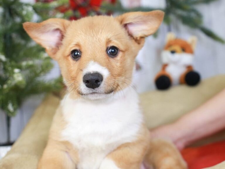 Pembroke Welsh Corgi