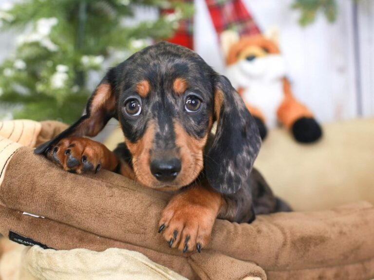 Dachshund