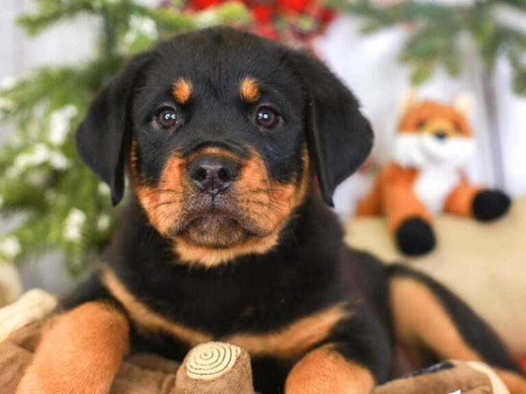 Rottweiler