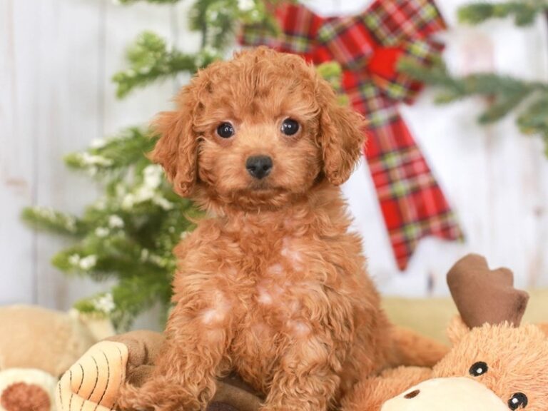 Goldendoodle