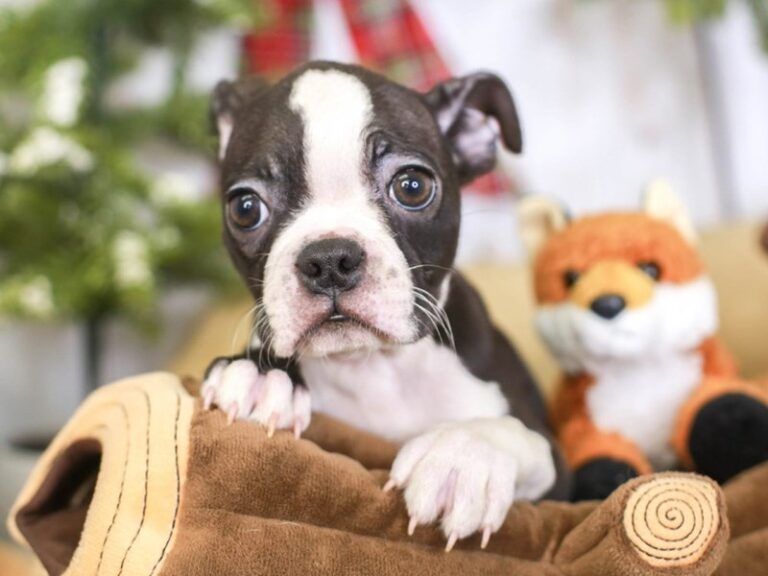 Boston Terrier