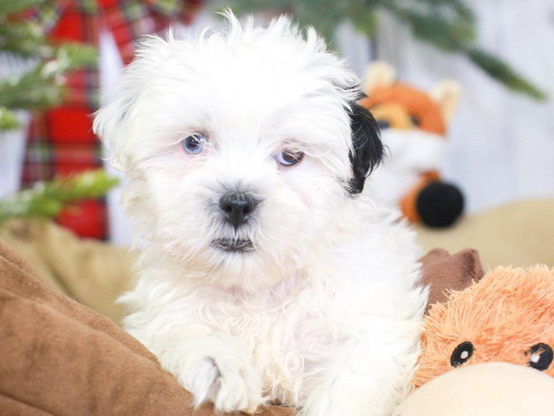 Lhasapoo-Male-blk / wh-3396147-Animal Kingdom | Puppies N Love