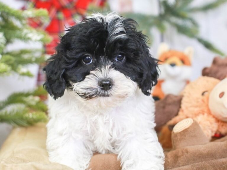 Shih Poo