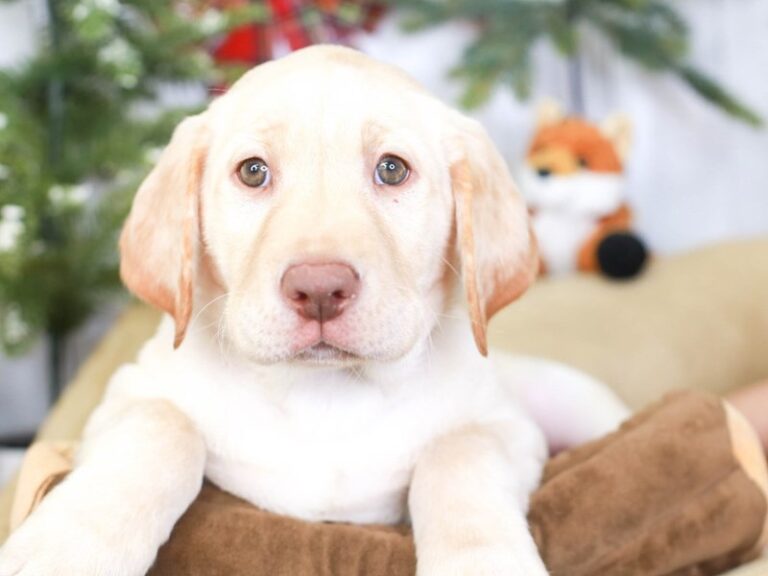 Labrador Retriever