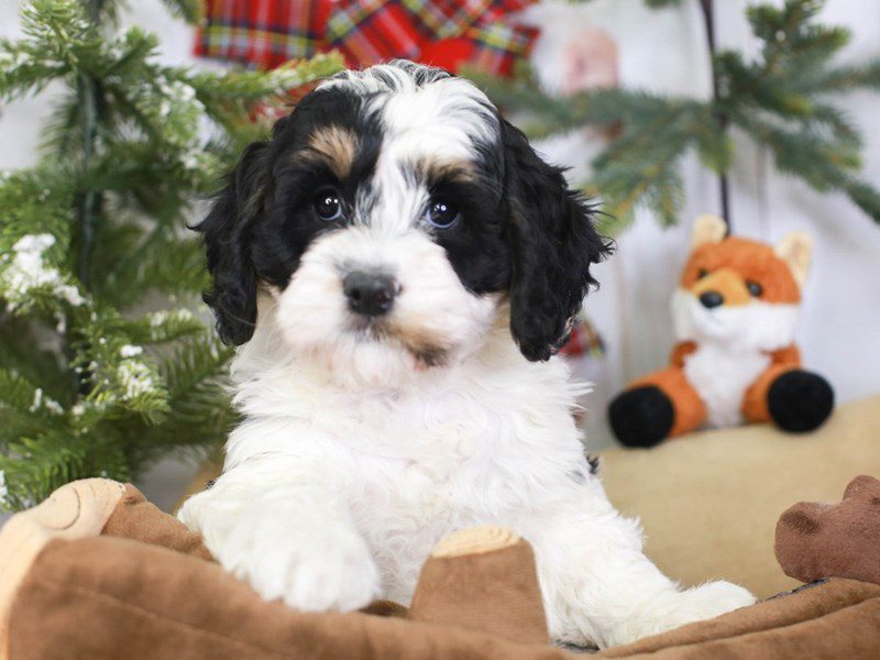 Mini Bernadoodle-Female-blk, wh, tn-3395897-Animal Kingdom | Puppies N Love