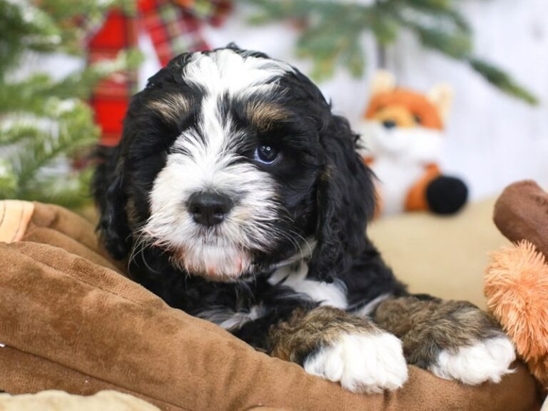 Mini Bernadoodle