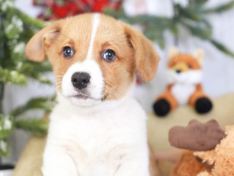 Pembroke Welsh Corgi