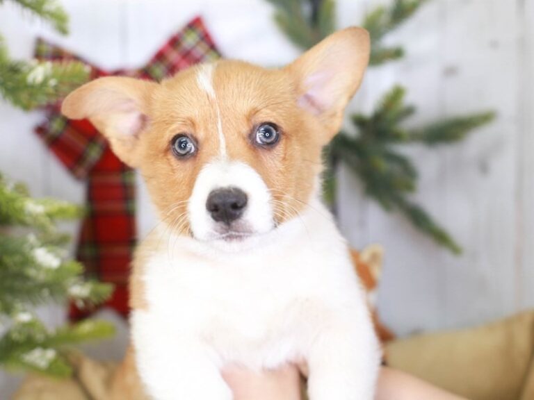 Pembroke Welsh Corgi