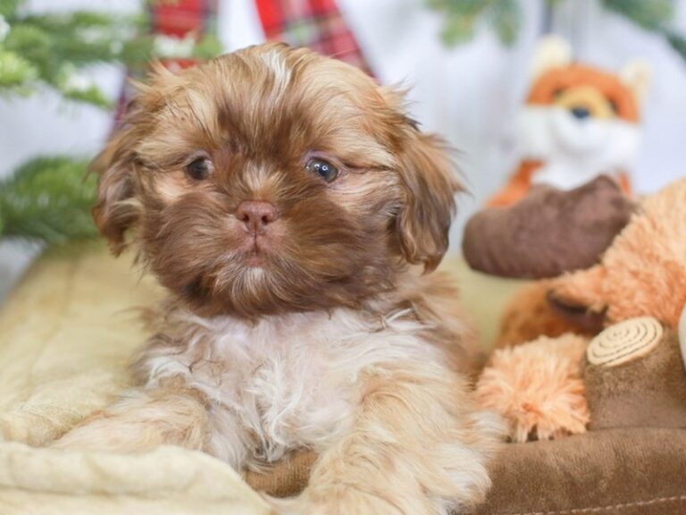 Shih Tzu