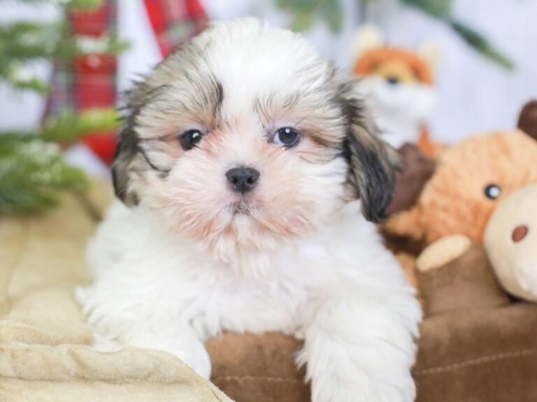 Shih Tzu