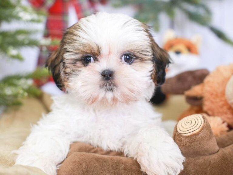 Shih Tzu