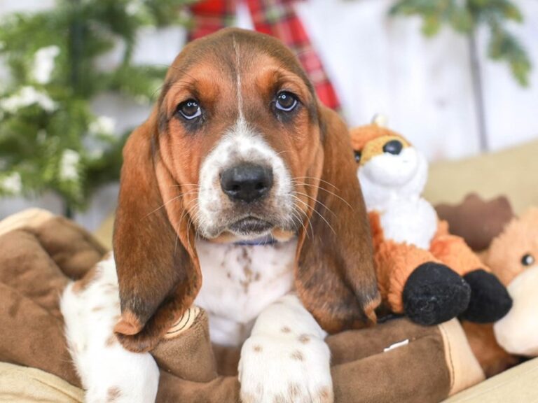 Basset Hound