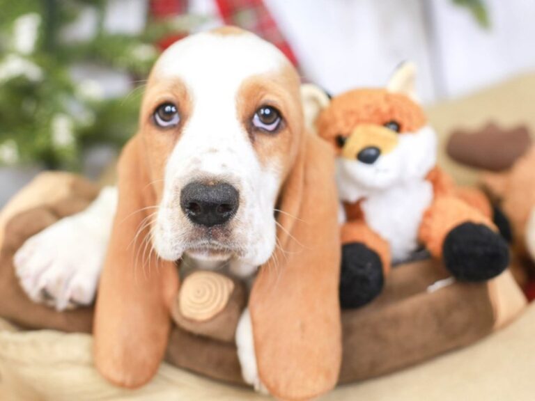 Basset Hound