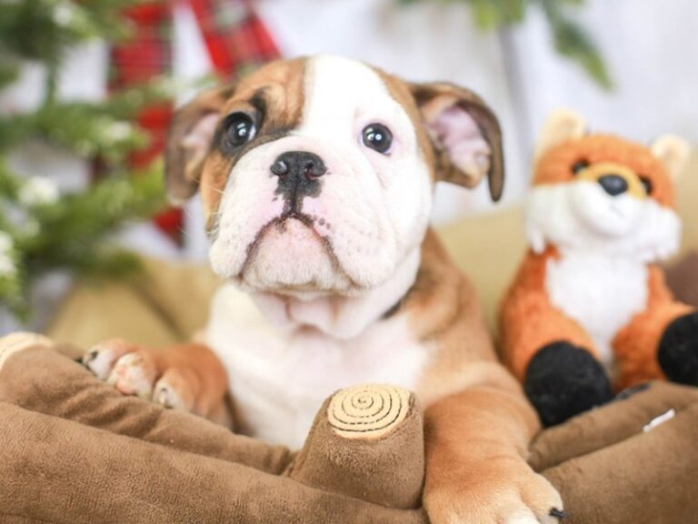 English Bulldog