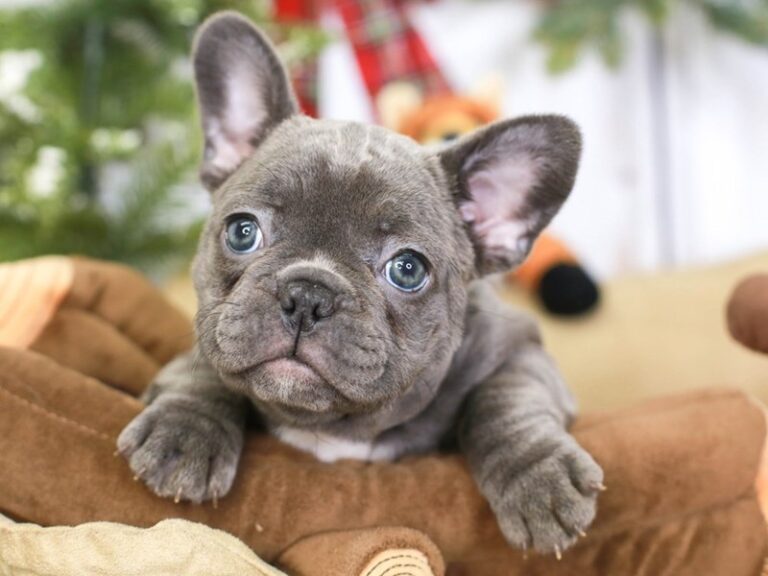 French Bulldog