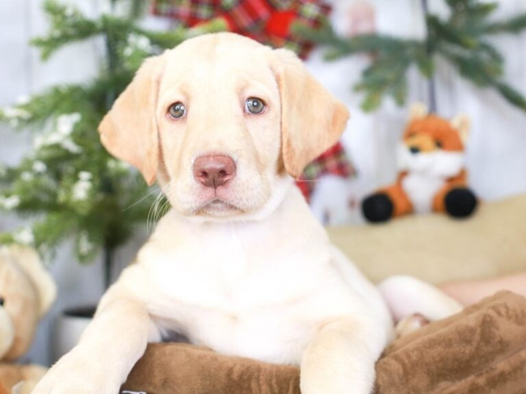 Labrador Retriever