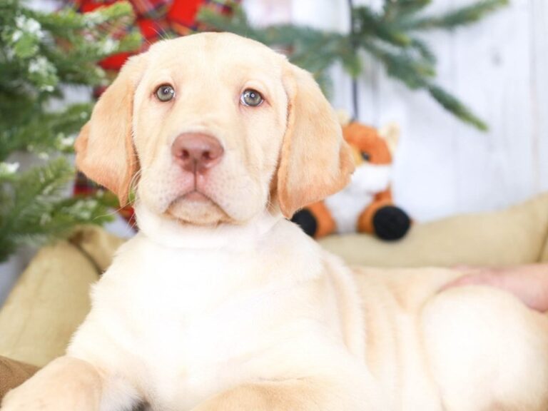 Labrador Retriever