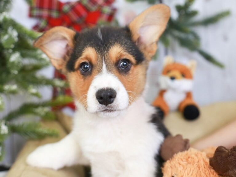 Pembroke Welsh Corgi