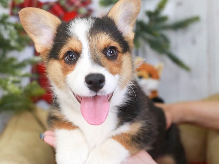 Pembroke Welsh Corgi