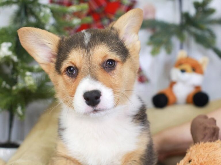Pembroke Welsh Corgi