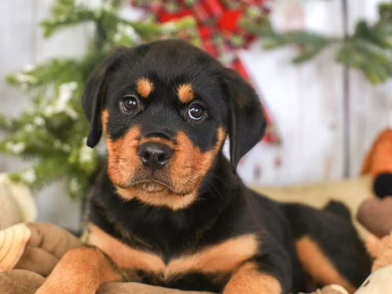 Rottweiler