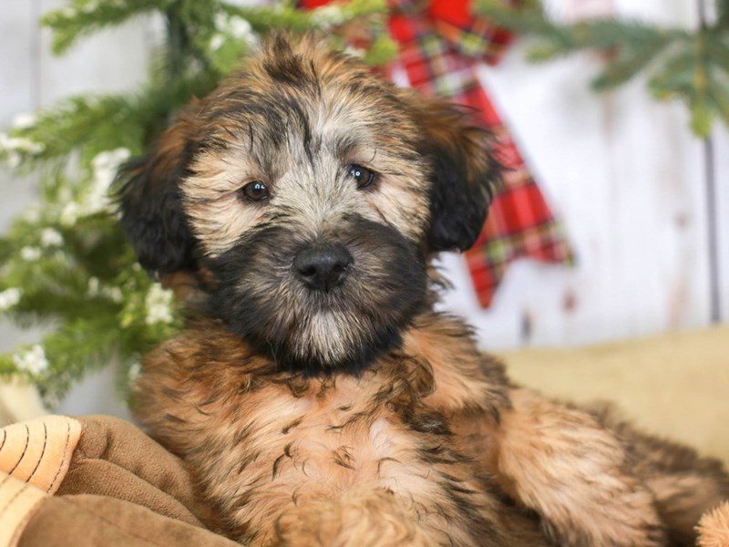 Soft Coated Wheaten Terrier DOG Female WHEATEN 3396523 Animal Kingdom Puppies N Love